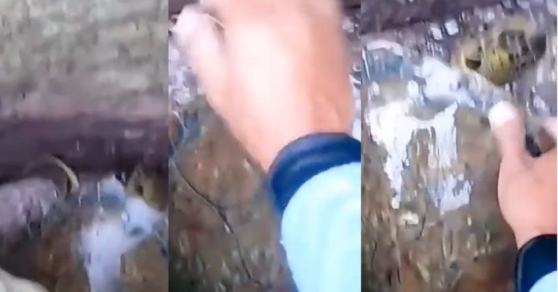 Pescador entra no meio das pedras para libertar tartaruga presa – Foto: Reprodu&ccedil;&atilde;o