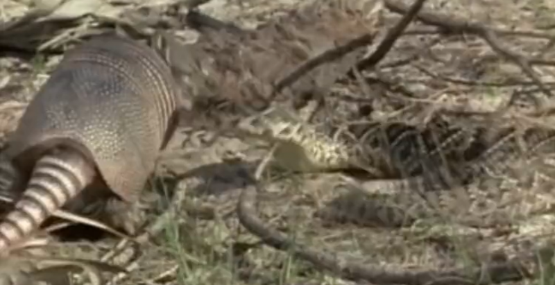 Tatu escapa de cascavel