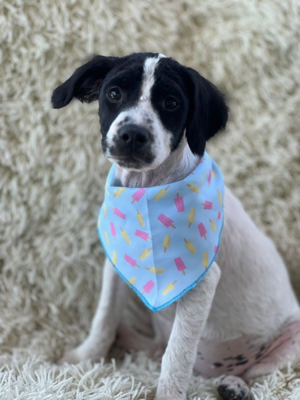 Teddy, ado&ccedil;&atilde;o Dibea – Foto: Divulga&ccedil;&atilde;o