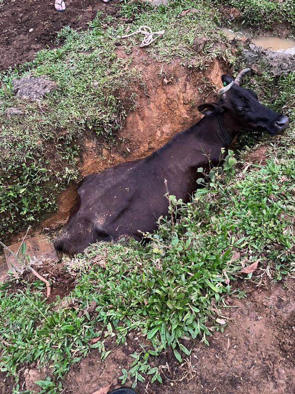 Vaca atolada Animal &eacute; resgatado por bombeiros no Vale do Itaja&iacute; – Foto: Bombeiros Volunt&aacute;rios de Pomerode