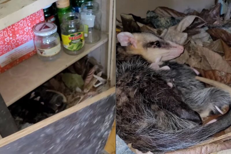 Gamb&aacute; e filhotes estavam em um arm&aacute;rio – Foto: Christian Raboch/Divulga&ccedil;&atilde;o