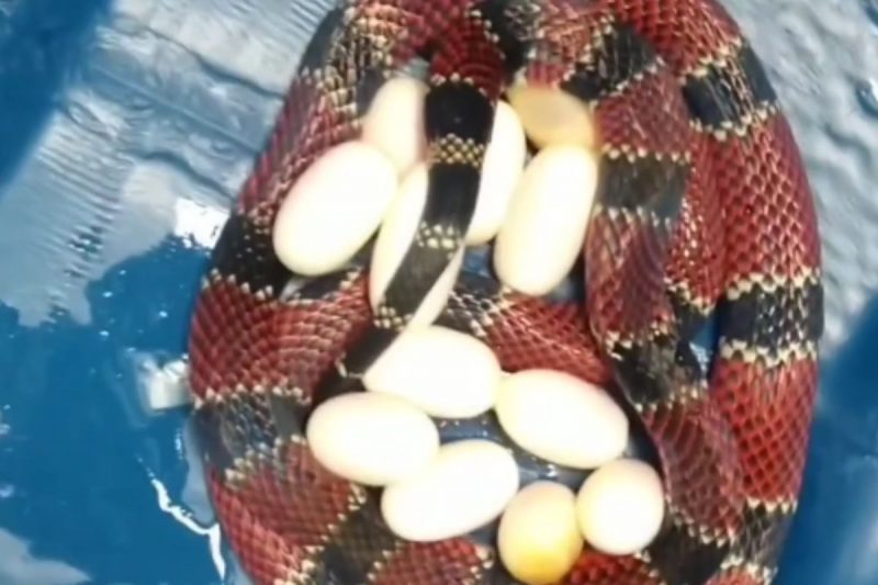 Bi&oacute;logo virou um pai de pet diferente – Foto: Internet/Reprodu&ccedil;&atilde;o