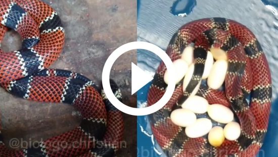 Vídeo mostra cobra caninana que sempre volta na mesma casa; 'a gente até já  acostumou' – Metro World News Brasil