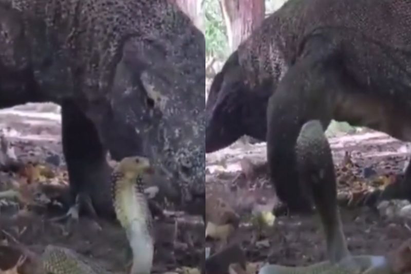 Bi&oacute;logo explicou quais seriam os pontos fracos de cada um diante do outro animal – Foto: Internet/Reprodu&ccedil;&atilde;o