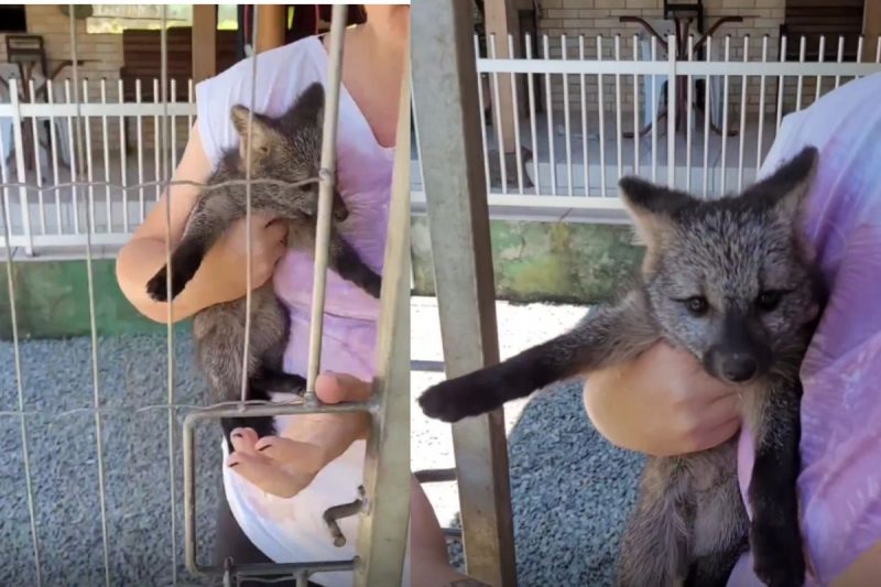 Filhote foi levado ao Cetas em Florian&oacute;polis – Foto: Internet/Reprodu&ccedil;&atilde;o