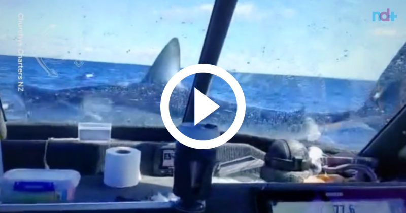 Que susto! Tubar&atilde;o salta em barco e assusta pescadores – Foto: Reprodu&ccedil;&atilde;o