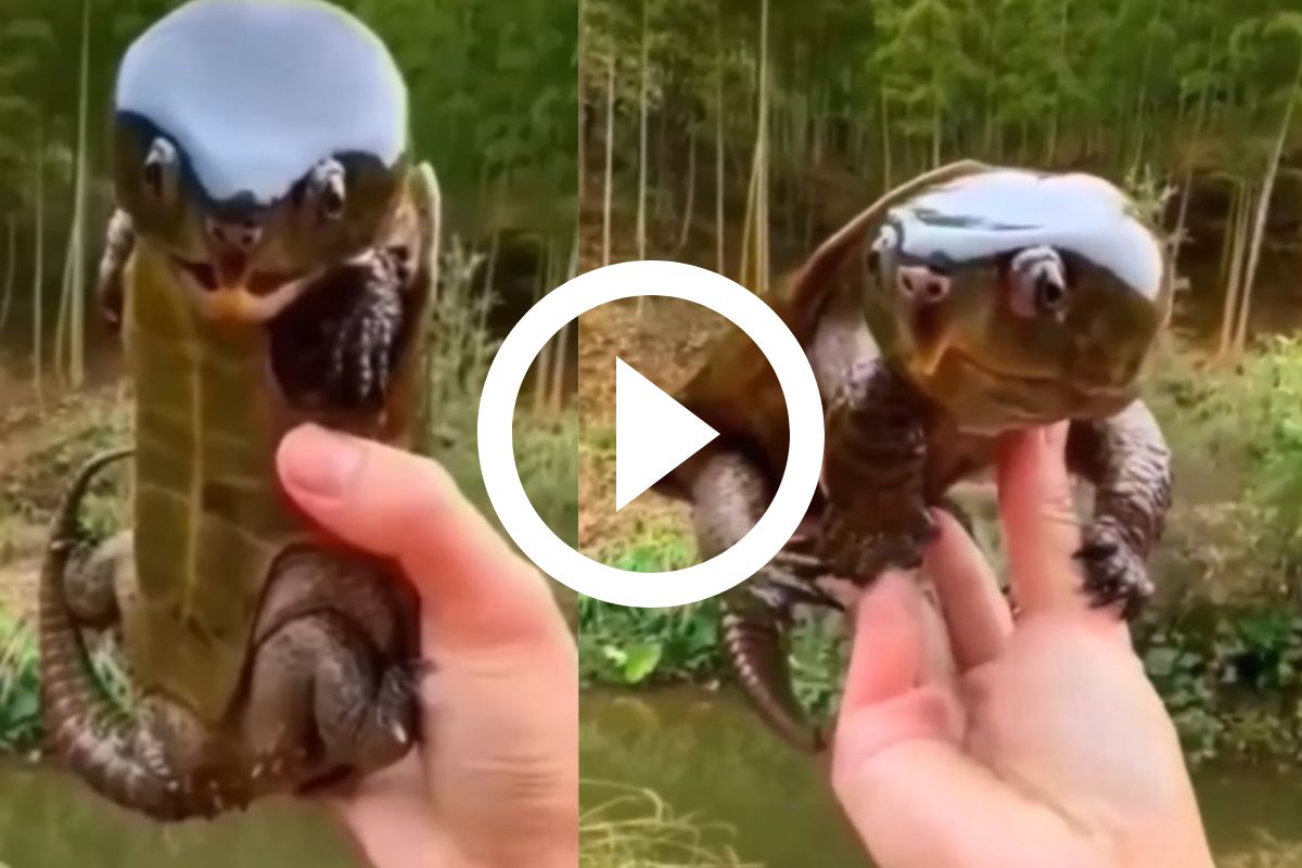 Pokémon? Biólogo explica quem é a tartaruga-cabeçuda chinesa