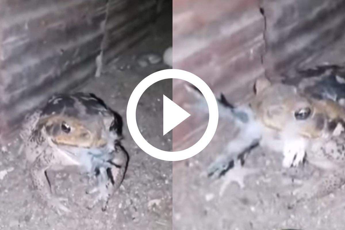 VÍDEO: Sapo devora animal e cena inusitada viraliza