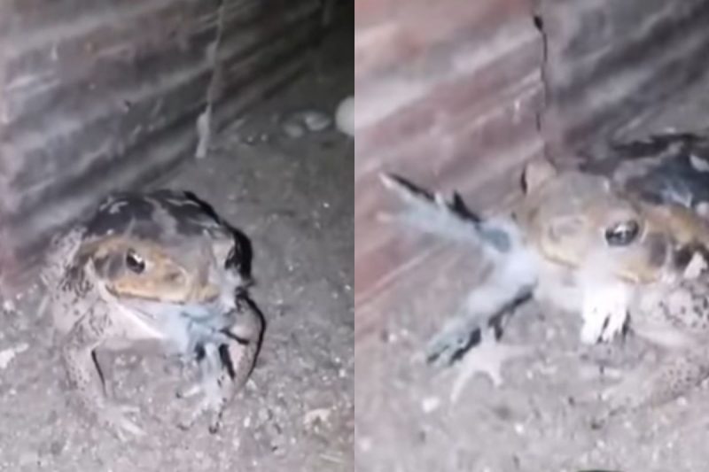 V&iacute;deo foi gravado no Brasil – Foto: Internet/Reprodu&ccedil;&atilde;o