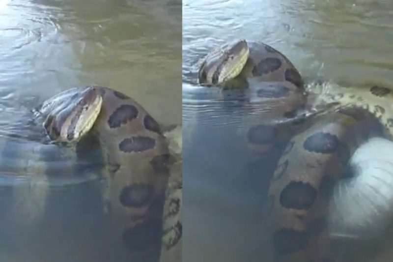 Imagens surpreenderam por conta do tamanho do animal morto pela sucuri – Foto: Internet/Reprodu&ccedil;&atilde;o