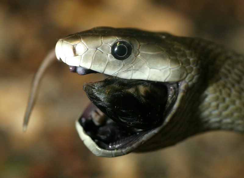Cobra-de-árvore (Dendroaspis polylepis) - Esta cobra é encontrada na África subsaariana e é conhecida por seu veneno altamente tóxico