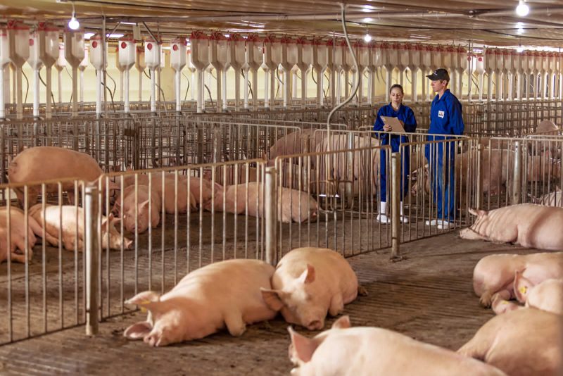 Em 2022, a Aurora Coop atingiu a importante marca de 85% das propriedades com sistema de alojamento de matrizes su&iacute;nas em baias coletivas – Foto: MB Comunica&ccedil;&atilde;o/ND