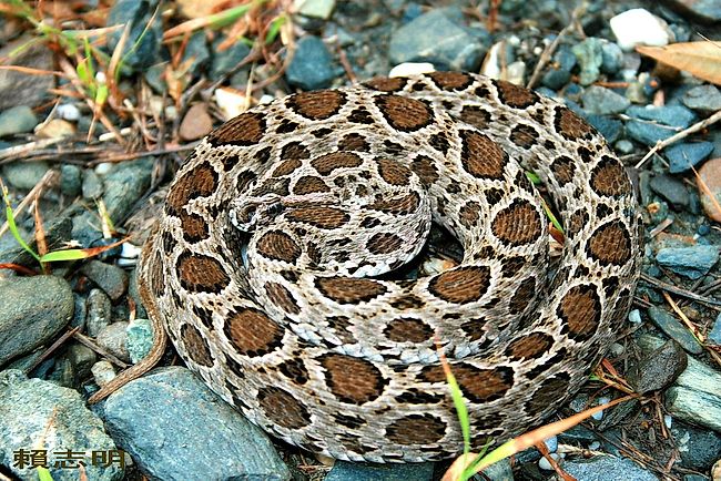 Cobra-de-capa (Daboia russelli) – Esta cobra &eacute; encontrada na &Aacute;sia e &eacute; conhecida por seu veneno potente, que pode levar &agrave; paralisia e &agrave; morte – Foto: Reprodu&ccedil;&atilde;o