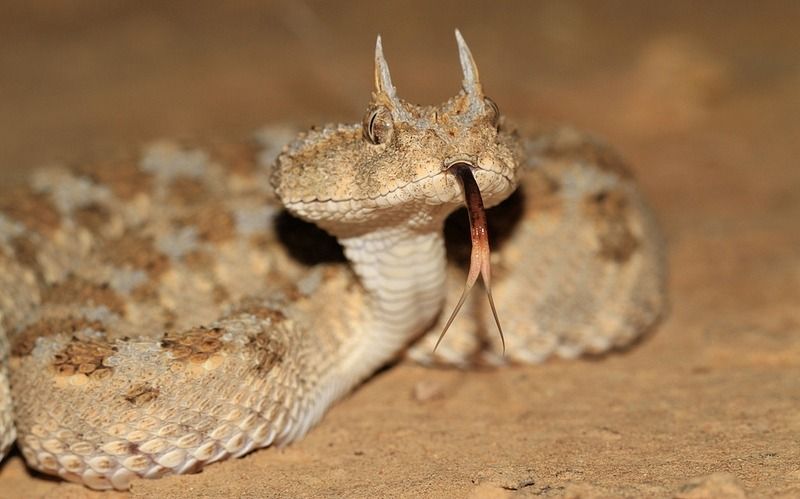 Qual é a cobra mais venenosa do mundo? E do Brasil?