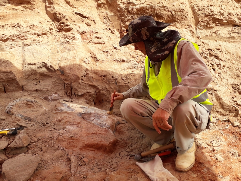 F&oacute;ssil foi encontrado durante obras de duplica&ccedil;&atilde;o de rodovia – Foto: Prefeitura de Mar&iacute;lia/Divulga&ccedil;&atilde;o/ND