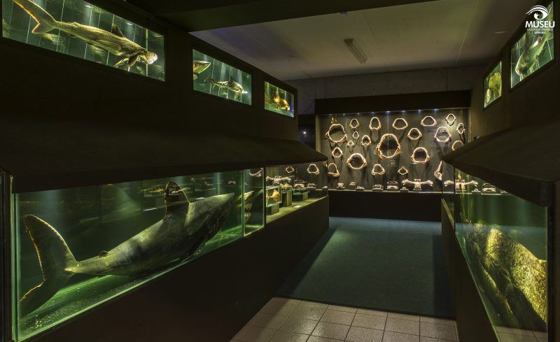 Ala com grande n&uacute;mero de tubar&otilde;es e raias do Museu Oceonogr&aacute;fico Univali – Foto: Museu Oceonogr&aacute;fico Univali/Divulga&ccedil;&atilde;o