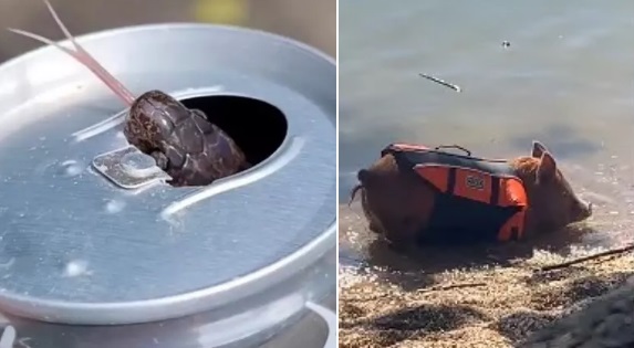 Casos inusitados envolvendo animais chamaram a aten&ccedil;&atilde;o em SC – Foto: Reprodu&ccedil;&atilde;o/ND