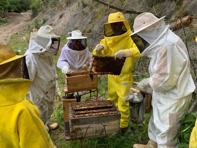 Oficina abordou o comportamento higi&ecirc;nico, a forma&ccedil;&atilde;o de n&uacute;cleos e a introdu&ccedil;&atilde;o de realeiras e rainhas