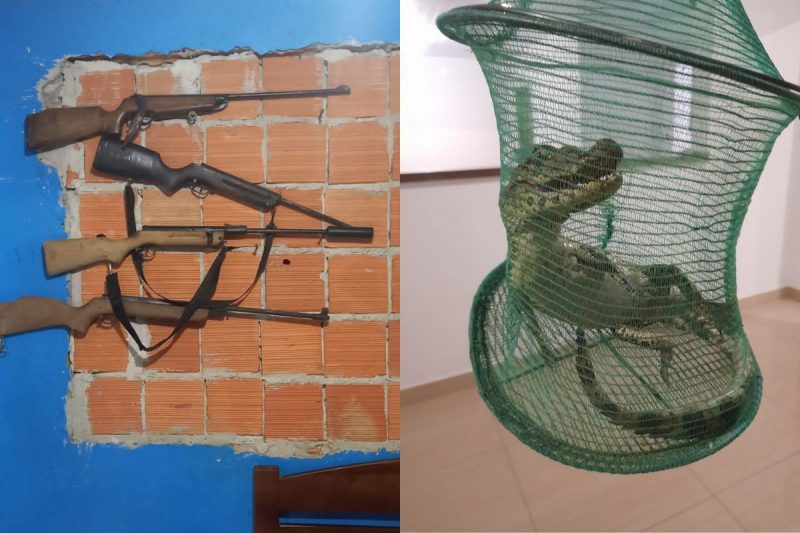 Armas e jacar&eacute; foram apreendidos na casa do casal dias antes do crime – Foto: PM/Divulga&ccedil;&atilde;o