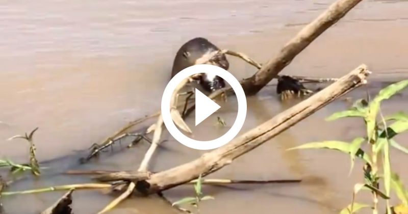 Ariranha se alimenta de peixe e não percebe aproximação do jacaré