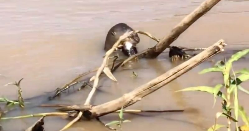 Ariranha devora peixe em rio no Mato Grosso do Sul
