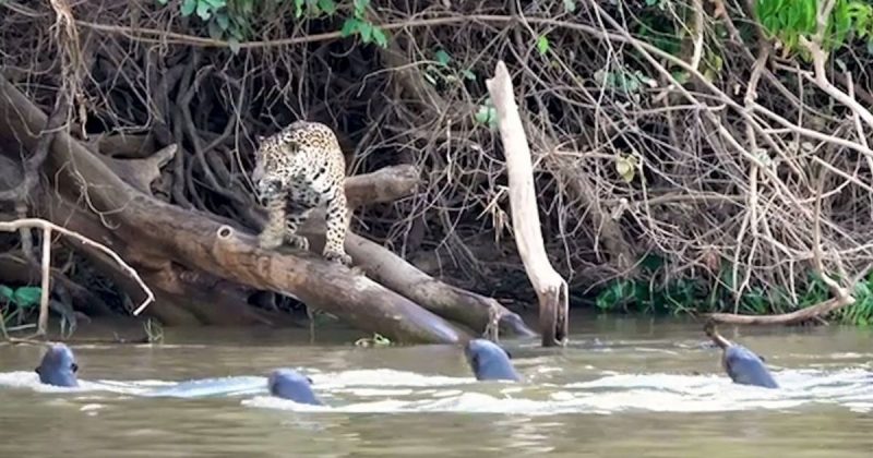 Ariranhas em a&ccedil;&atilde;o: imagem flagra duelo de “on&ccedil;a contar on&ccedil;a” – Foto: Reprodu&ccedil;&atilde;o