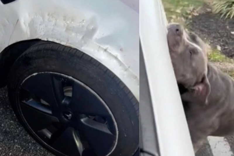 C&atilde;o danificou Tesla ap&oacute;s ataque – Foto: TikTok/Reprodu&ccedil;&atilde;o/ND