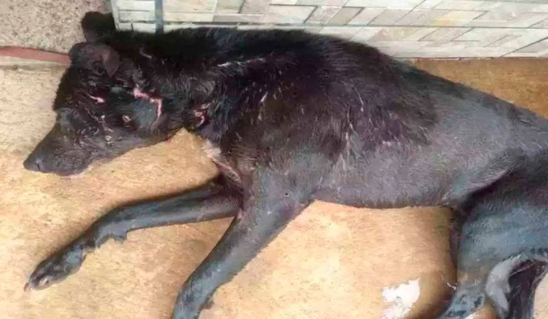 Cachorro da fam&iacute;lia ficou machucado ap&oacute;s a briga – Foto: Reprodu&ccedil;&atilde;o/Internet/ND