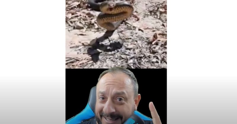 “Essa eu n&atilde;o quero passar perto”, diz o bi&oacute;logo – Foto: Reprodu&ccedil;&atilde;o