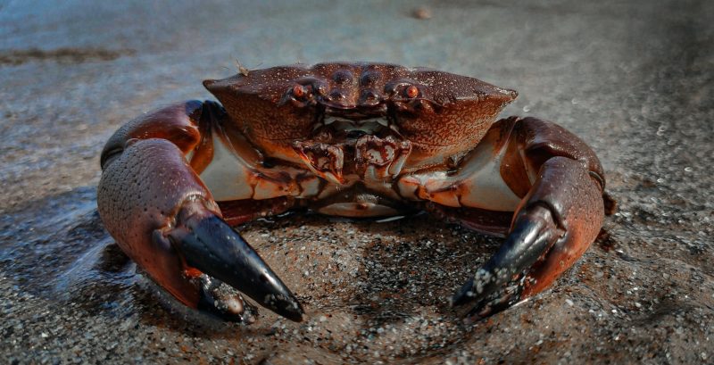A single crab prevented the plane from landing in Vitoria.  — Photo: Unsplash/Disclosure/ND