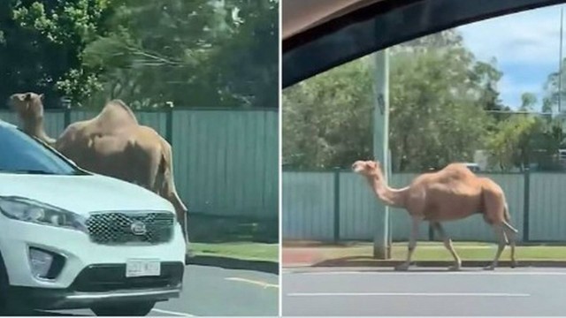 Camelos fogem de pres&eacute;pio na Austr&aacute;lia – Foto: Reprodu&ccedil;&atilde;o/Twitter