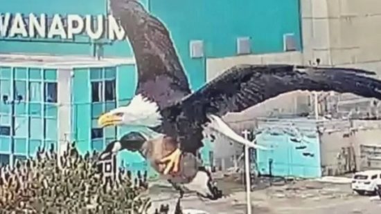 VÍDEO: Águia é flagrada por câmeras de segurança carregando um ganso enorme nos EUA; confira