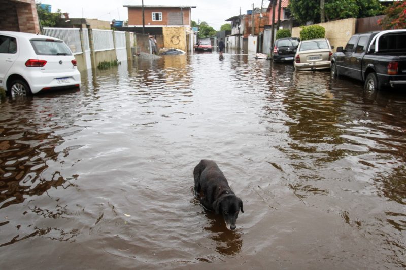 Ningu&eacute;m escapa dos perigos causados por alagamentos. Nem eles. – Foto: Leo Munhoz/ND