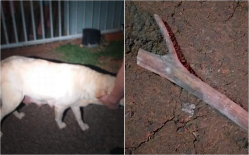 filhotes foram mortos a pauladas