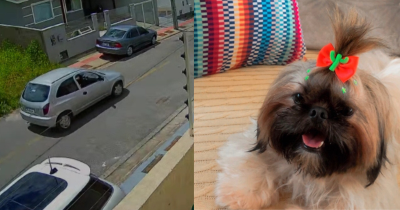 Cachorro &eacute; roubado no dia de Natal, em Palho&ccedil;a – Foto: Reprodu&ccedil;&atilde;o/ND