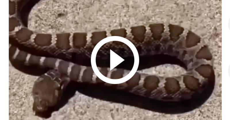 Cascavel morde o próprio corpo após ser decapitada