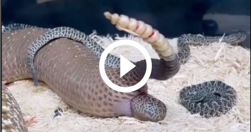 Vídeo mostra como é o nascimento da cascavel e viraliza nas redes - Foto: Reprodução