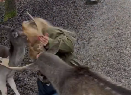 Momento do ataque do cervo