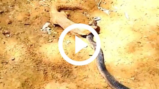 Vídeo mostra cobra caninana perseguindo para atacar – Metro World