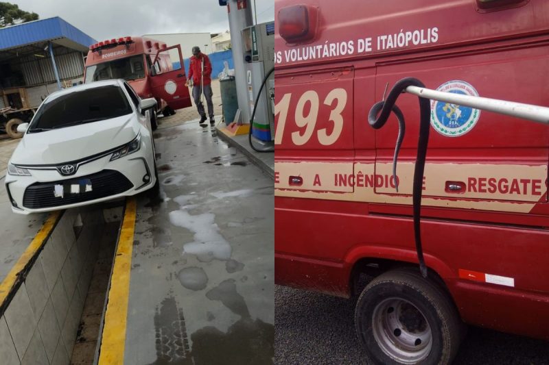 Cobra foi encontrada no compartimento do motor do carro – Foto: BVI/Divulga&ccedil;&atilde;o