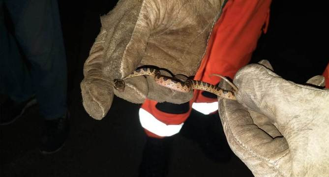 A cobra estava escondida dentro do ar-condicionado de um carro em Montes Carlos, MG – Foto: Corpo de Bombeiros/Divulga&ccedil;&atilde;o/ND