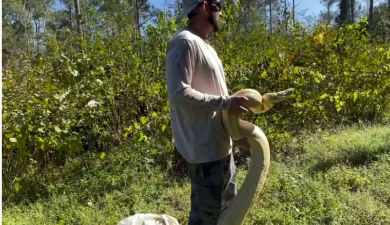 Animal foi encontrado em um quintal e surpreende pelo tamanho – Foto: Reprodu&ccedil;&atilde;o/Tobie’s Troop/ND