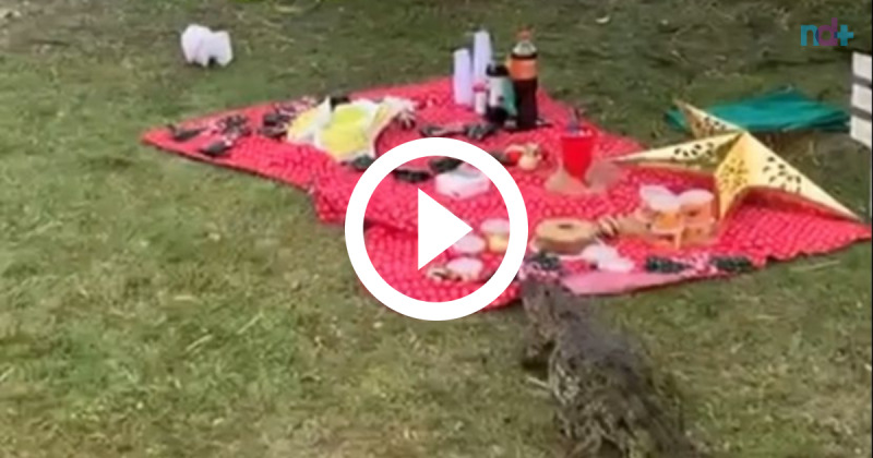 Jacar&eacute; faminto tenta ‘roubar’ comida de piquenique e cena viraliza – Foto: Divulga&ccedil;&atilde;o/Redes sociais/Reprodu&ccedil;&atilde;o/ND