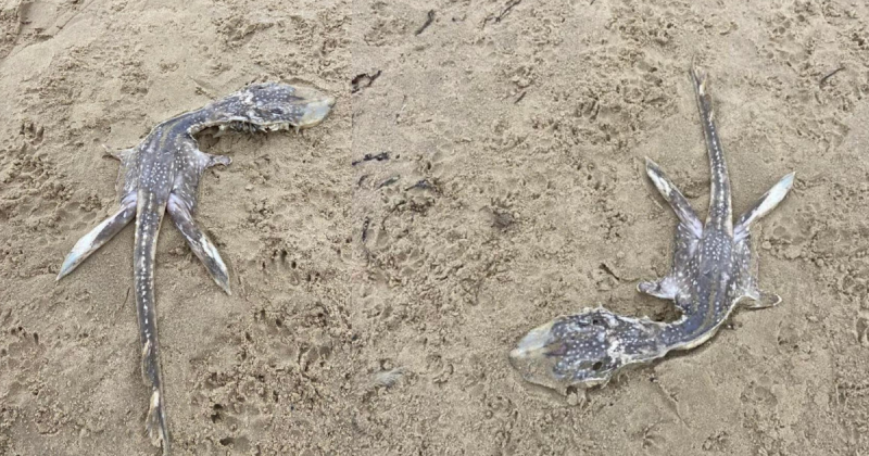 Formato do corpo do animal &eacute; muito semelhante ao de um Elasmossauro – Foto: Reddit/Divulga&ccedil;&atilde;o/ND