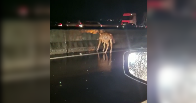 ‘Invas&atilde;o’ de rebanho termina com 8 bois mortos e 3 acidentes na BR-101, em SC – Foto: Divulga&ccedil;&atilde;o/ND