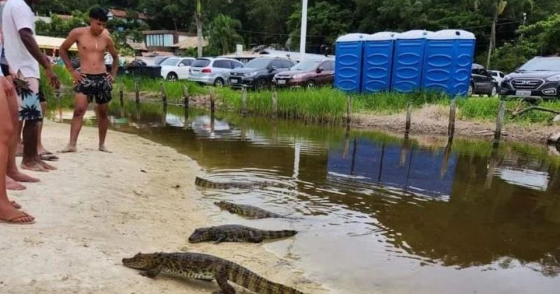 Animais foram flagrados na praia do Forte, em Florian&oacute;polis – Foto: Reprodu&ccedil;&atilde;o/@belaesantacatarina/ND