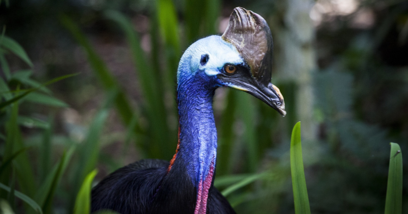 O casuar &eacute; considerado a ave mais perigosa do mundo – Foto: Pexels/Reprodu&ccedil;&atilde;o/ND