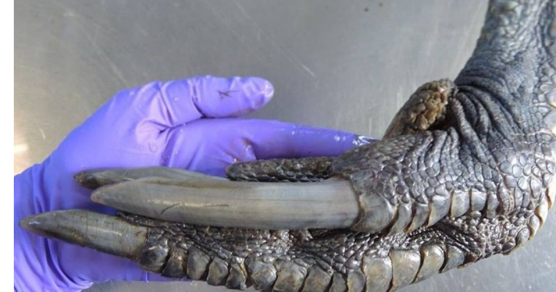 Garra de um casuar comparado com uma m&atilde;o humana – Foto: Twitter/Reprodu&ccedil;&atilde;o/ND