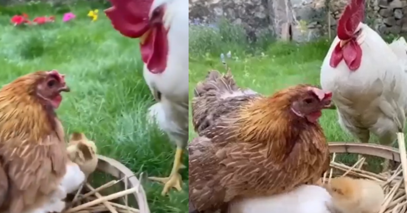 &Eacute; not&aacute;vel que o galo no v&iacute;deo realmente n&atilde;o estava entendendo a din&acirc;mica da situa&ccedil;&atilde;o – Foto: Twitter/Reprodu&ccedil;a&otilde;/ND