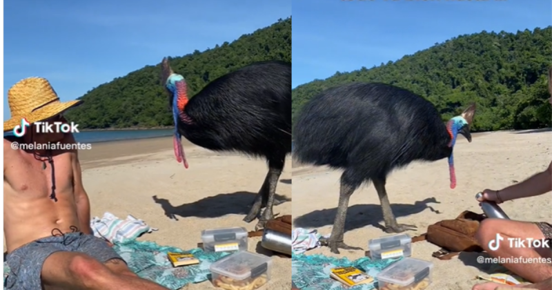 O casuar tamb&eacute;m possui a habilidade de imitar movimentos de seres humanos e suas garras podem rasgar qualquer tipo de pele – Foto: TikTok/Reprodu&ccedil;&atilde;o/ND